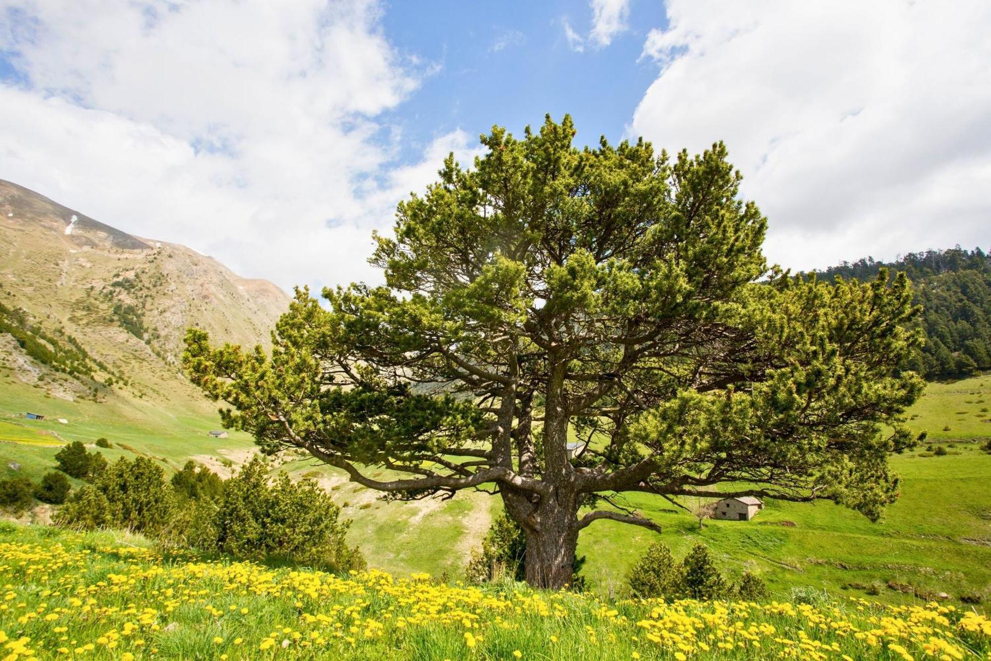 Andbnb I Reserva Toda La Borda Del Pi Solo Para Ti Villa Canillo Dış mekan fotoğraf